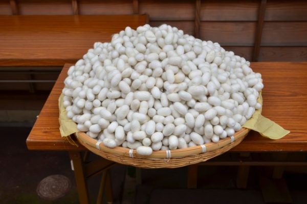 養蚕